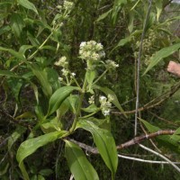 Hedyotis fruticosa L.